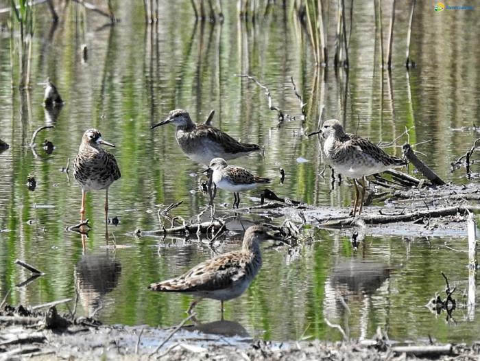 Boom di biodiversità a Torre Guaceto. Successo della nuova zona umida